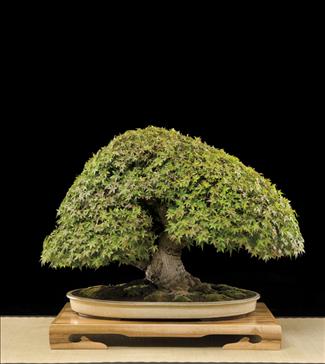 Bonsai, cay canh nghe thuat, cây cảnh nghệ thuật, cay the, cây thế, triển lãm bonsai, trien lam bonsai, triển lãm cây thế, trien lam cay the